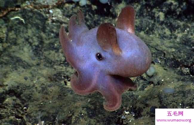 最萌的小飞象章鱼到底是何等生物