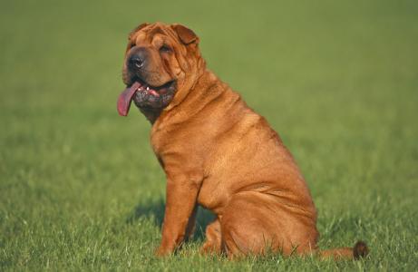 世界中型犬排行榜 萨摩耶被称为 微笑天使 体重 30公斤 五毛网