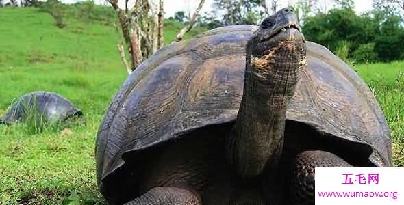 古巨龟,史上最大的海龟,关于它的传说