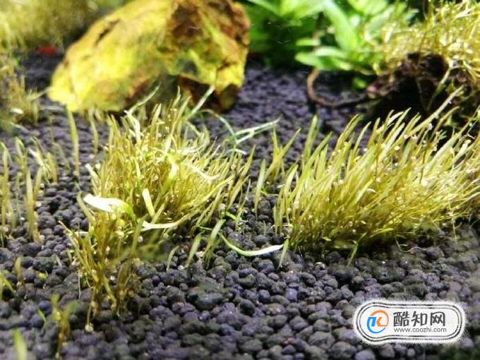 水草缸褐藻的预防与除去 五毛网