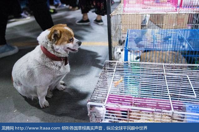 A mother's love: Le Le comes to a market in Hangzhou China to see her newborn puppies