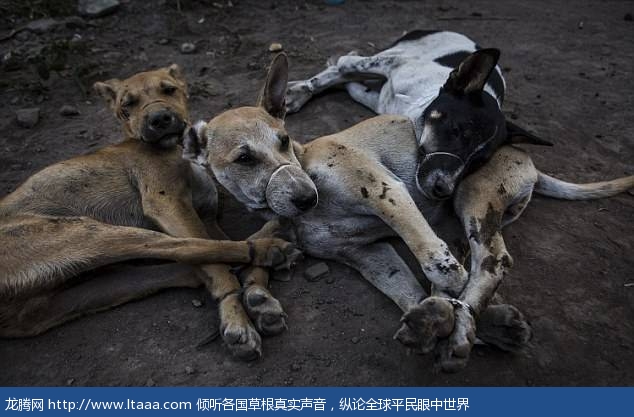 The heartbreaking photographs show several dogs bound up by their legs with forlorn expressions on their faces before they are killed