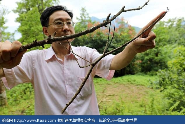 The stick insect measuring 64 centimetres long is around the length of a human arm