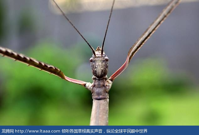 The species known as the Chinese gigantic stick insect was found in a forest in Guangxi