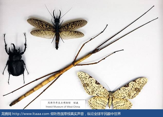 A Chinese gigantic stick insect is displayed near other species and it's simply enormous