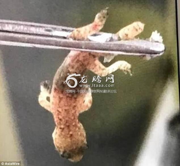 The tiny gecko was pulled from a man's ear canal after the creature crawled into it as he took a nap