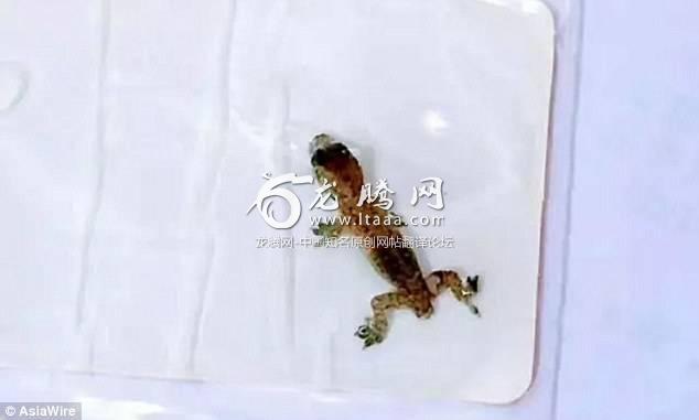 The gecko appeared to be missing a tail after the operation and doctors were unable to find it