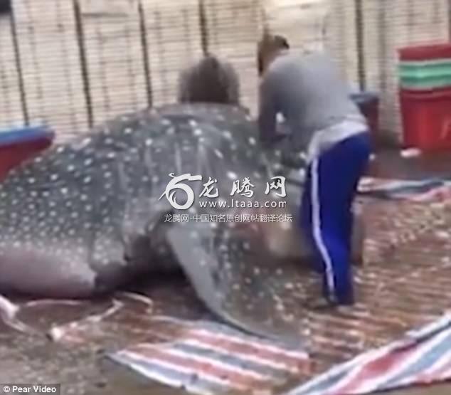 A giant whale shark was being cut by a man using a crosscut saw at a parking lot in south China