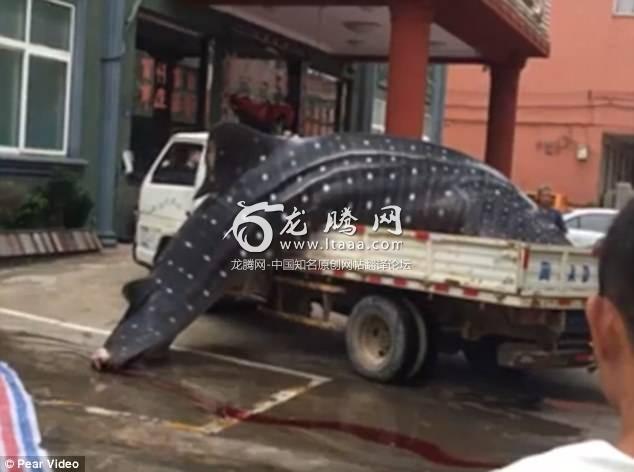 The shark was delivered to Hongfa Hotel this morning pictured according to witness