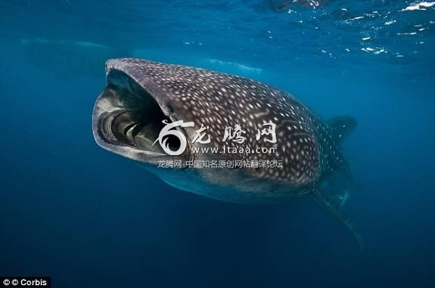 Whale shark is listed as a vulnerable by WWF and IUCN in category of endangered species