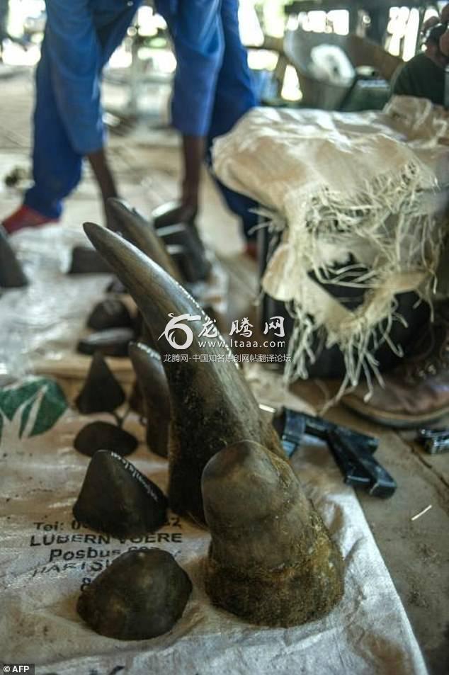 Rhino horns are highly prized in Asia where they have been known to fetch up to $60000 per kilo -- more than gold or cocaine