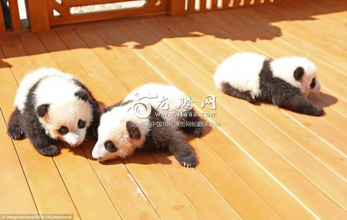 Too cute to bear: Two of them are  twins and are three months old and the other one was born on August 21 in the same base