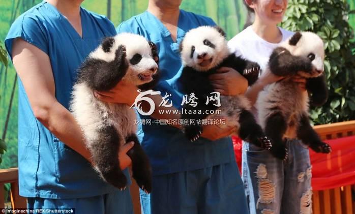 Ready to impress: Three adorable panda cubs meet the public for the first time on September 21 in Shaanxi Province China