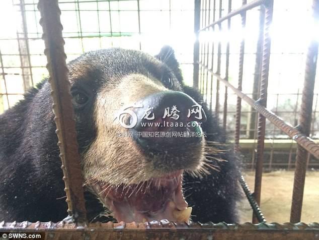 Nyan Htoo after surgery to remove the tounge. The bear had to have his tongue removed during emergency surgery because it grew so big it was dragging on the floor