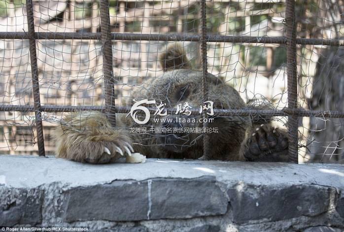 Begging for scraps: A  bear reaches out with its paw through the iron bars to get its claws on a piece of food left by a diner