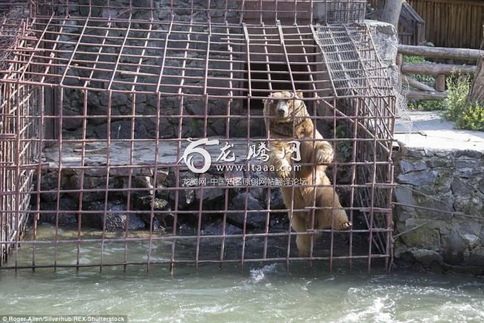 Pleading: A brown bear climbs on its enclosure across the river from a restaurant staring longingly at the diners