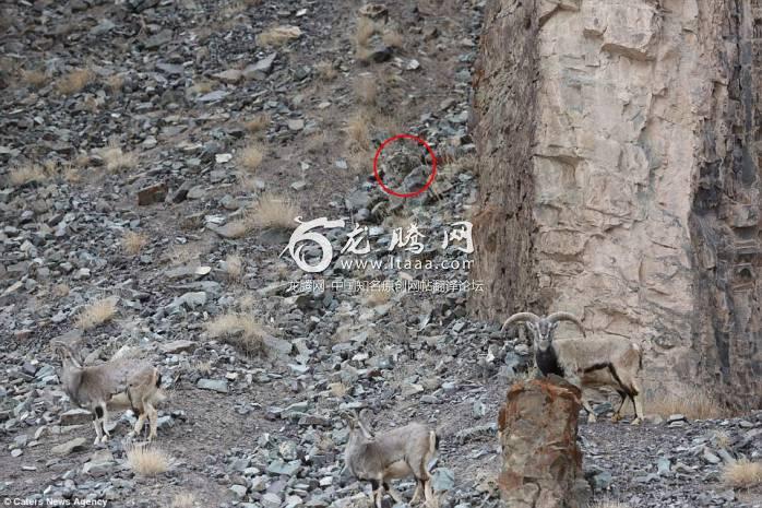 Virtually invisible in the center of the shot the lonesome male leopard can just about be seen peering from behind a collection of rocks and shrubbery: a scene that would even give 'Where's Wally' a run for its money