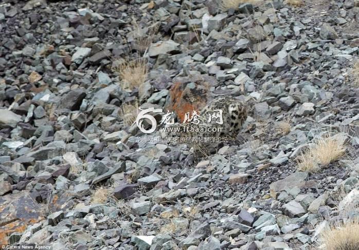 When examining photos of the incident  the lonesome male leopard can be hard to spot as he lurks behind the oblivious herd waiting for the optimum time to strike