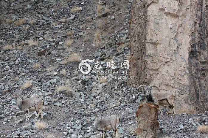 In Ladakh India wildlife photographer Inger Vandyke captured what at first appears to be a photo of a herd of blue sheep nonchalantly gathering on the side of a rocky slope. But a closer look reveals a snow leopard hidden somewhere in the frx