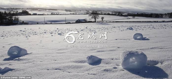 Snow rollers can only be formed when the snow is cold but not frozen and the wind is strong enough to move snow but not break it