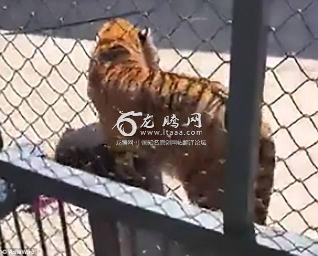 Horrific footage taken by witnesses shows the tiger standing over the lifeless trainer's body inside the cage