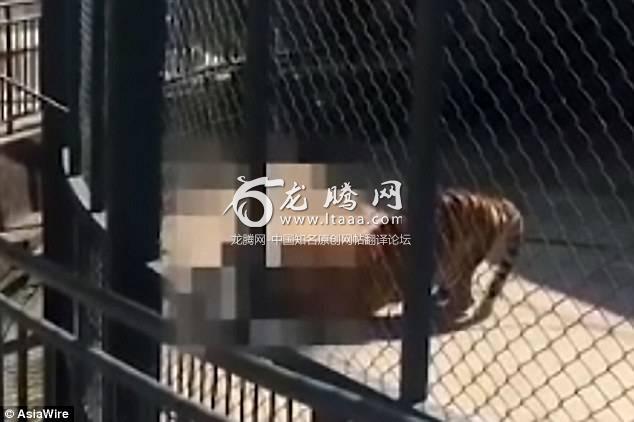 The tiger appearing to claw at the handler while other staff members tried drive it away using a stick