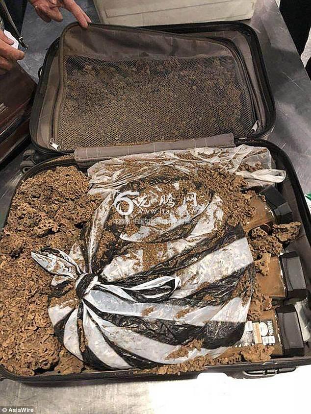 A man smuggled a colony of live ants in his suitcase from Ethiopia to China on March 18