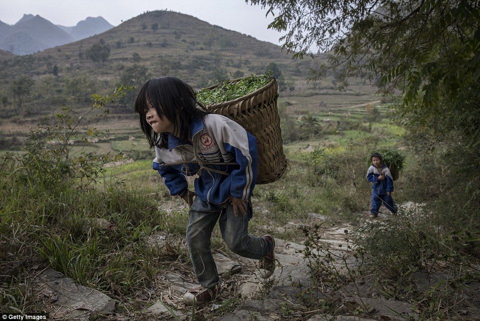 'Left behind' children Luo Hongni 11 (left) and brother  Luo Gan10 carry flowers to be used as feed while doing chores in the fields