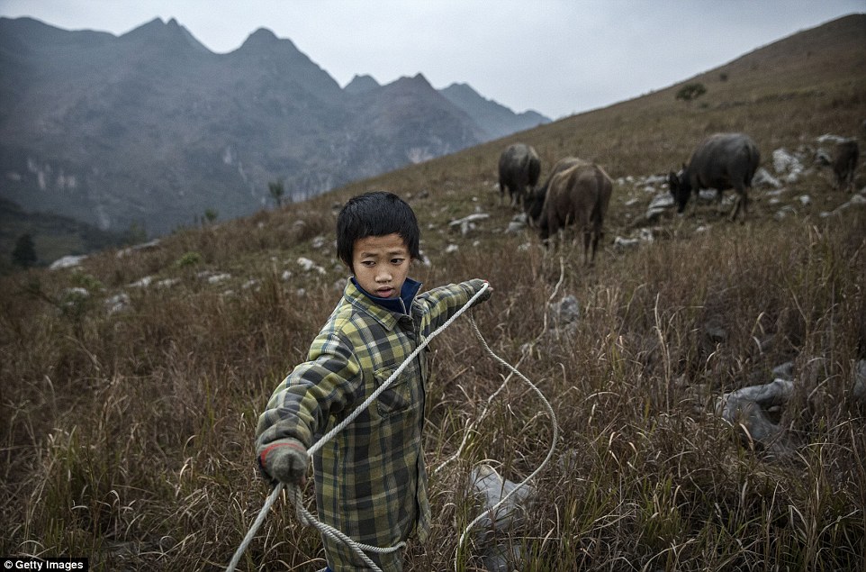 Growing problem: Luo Gan aged 10 tends to family cows as he does chores with his siblings in the rural province of Anshun which is one of the worst affected places