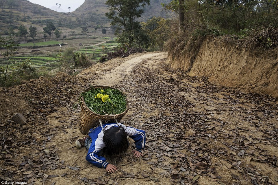 'Left behind' child  Luo Hongni 11 collapses from the weight as she carries flowers while doing chores in the fields in Anshun China