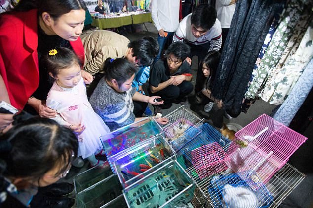 Good business: The stall owner priced Le Le's puppies at ￡20 each at the popular night market