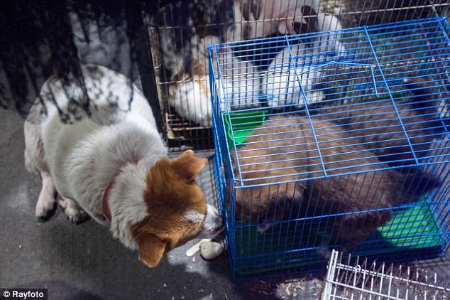 Le Le interacted with her puppies as they were caged and waiting for potential buyers