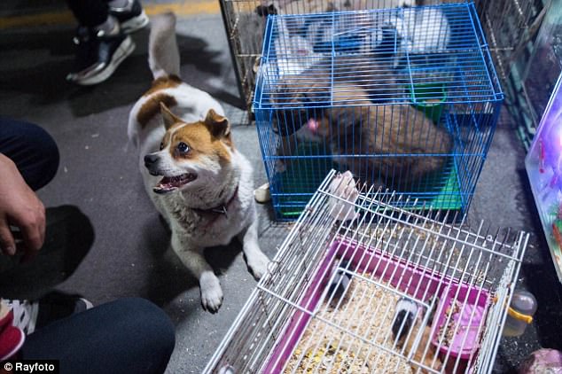 The mother dog comes to see her puppies every day after they were put up for sale