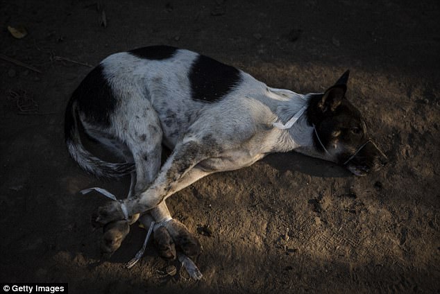 One dog had its paws tied together and had been muzzled to prevent it from biting the butchers