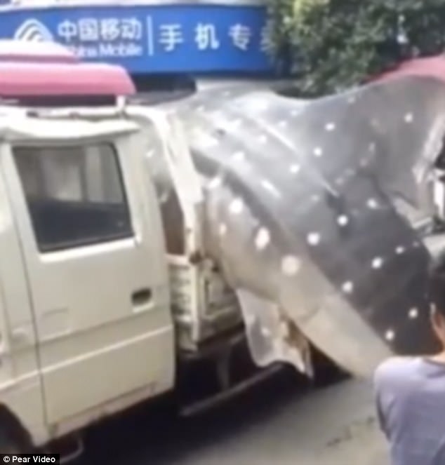 Earlier onlookers saw the shark being transported by a mini truck across busy street in Xiapu