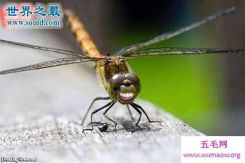 你绝对接受不了的16个冷知识，看完已不相信地球