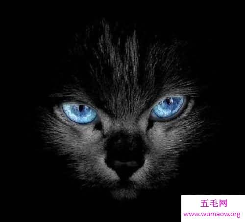 猫咪的品种，体型较小的猫咪品中，最温顺适合居家的猫咪