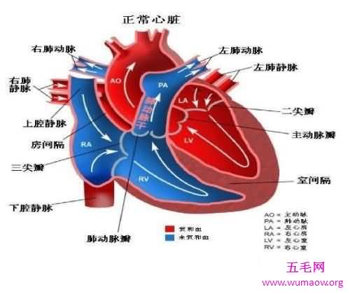 肺心病——了解肺源性心脏病的点点滴滴