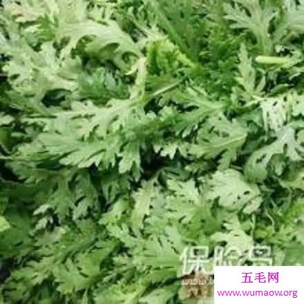 大家知道皇帝菜是什么吗？一篇文章来告诉你