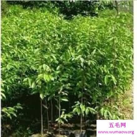 让我们一起了解沉香树，让你也拥有一颗属于自己的沉香树