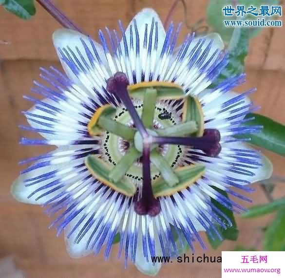 关于花的20个世界之最，最臭的花臭到800米远