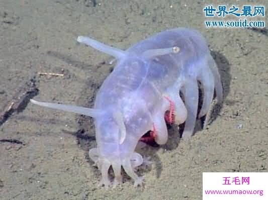 世界十大怪异的海洋生物，海猪(水乎乎的多脚生物)