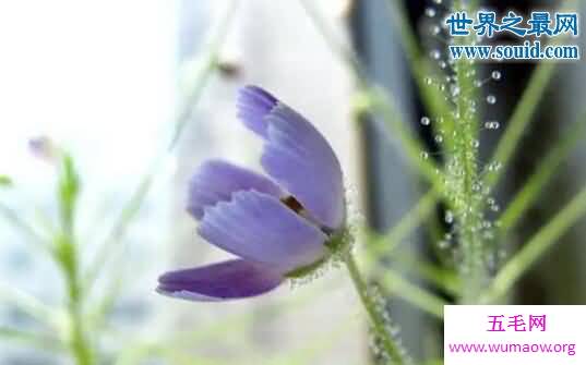 自然界十大食肉植物，猪笼草(美丽而残酷)