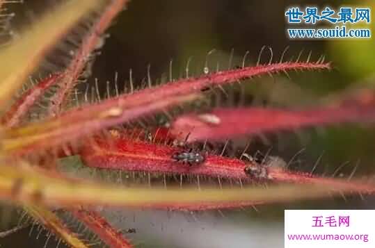 世界十大危险植物，坏女人花会渗出腐蚀性液体