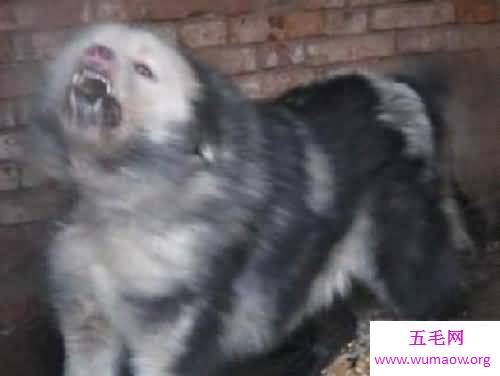 鬼藏獒是什么它是世界上10大恶犬之一