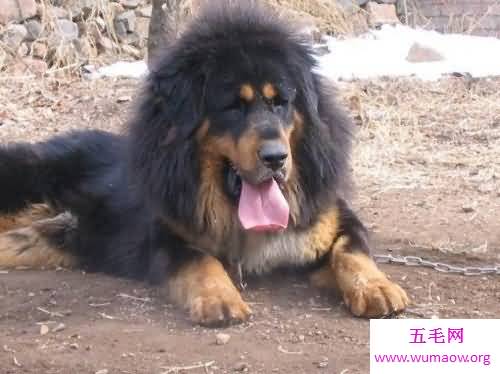 鬼藏獒是什么它是世界上10大恶犬之一