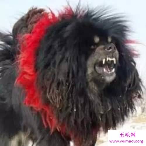 鬼藏獒是什么它是世界上10大恶犬之一