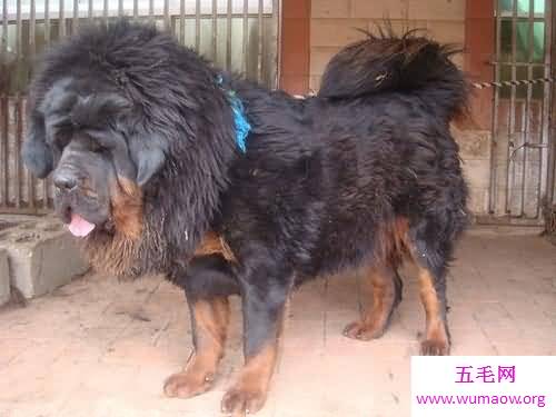 鬼藏獒是什么它是世界上10大恶犬之一