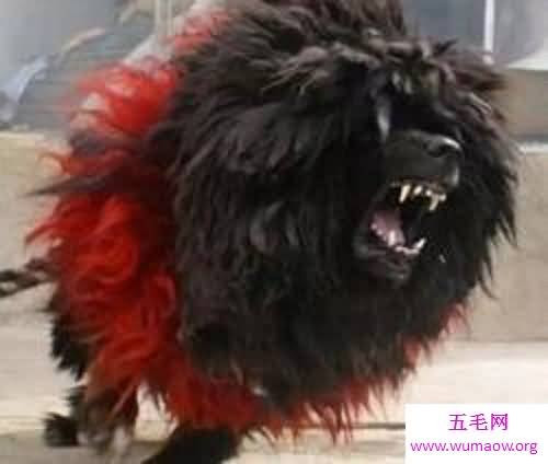 鬼藏獒是什么它是世界上10大恶犬之一