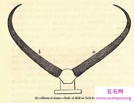 世界上最长的动物角